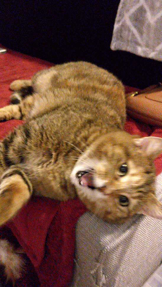 animation of a tabby cat yawing