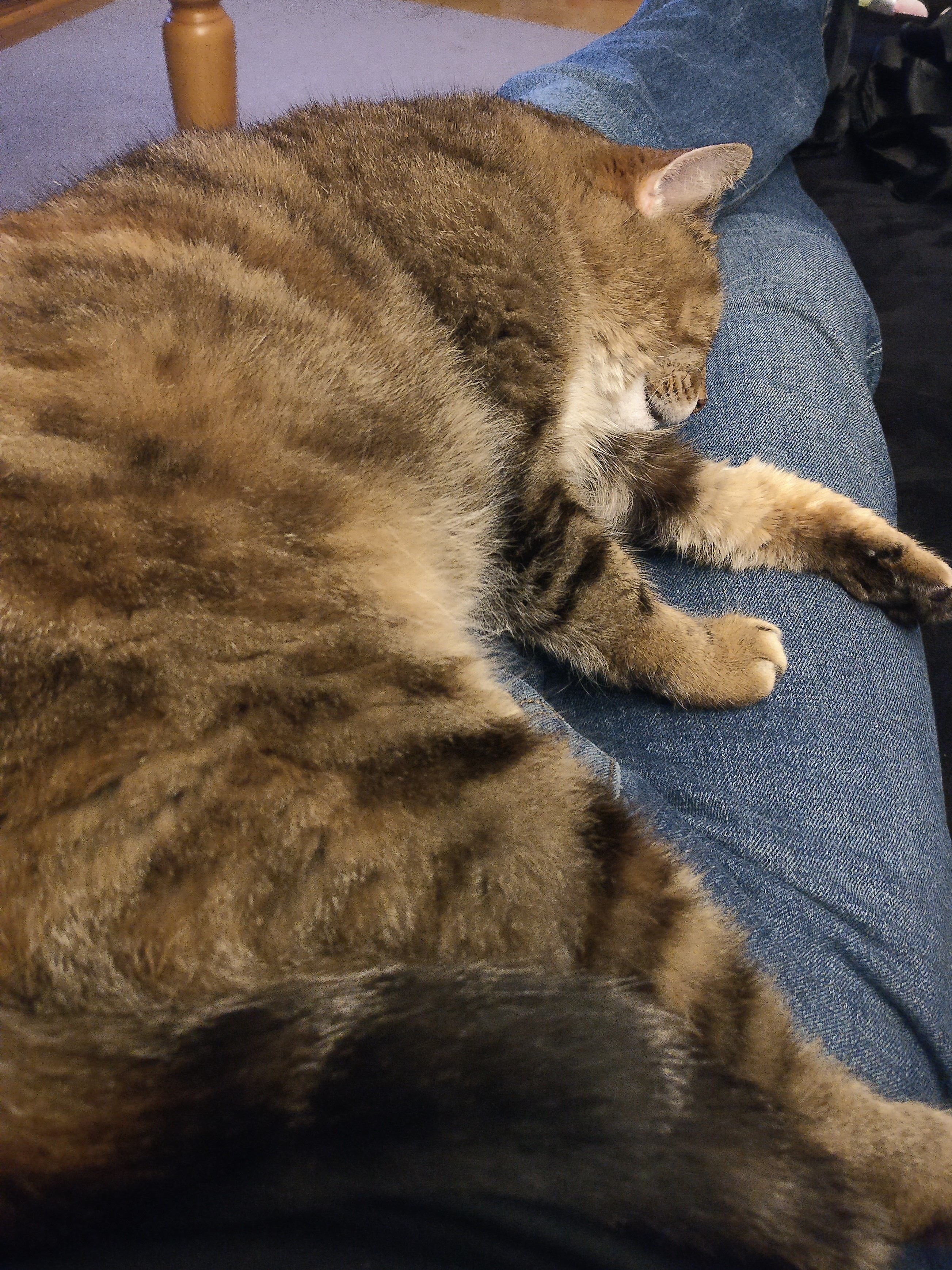 a tabby cat asleep on matt's lap