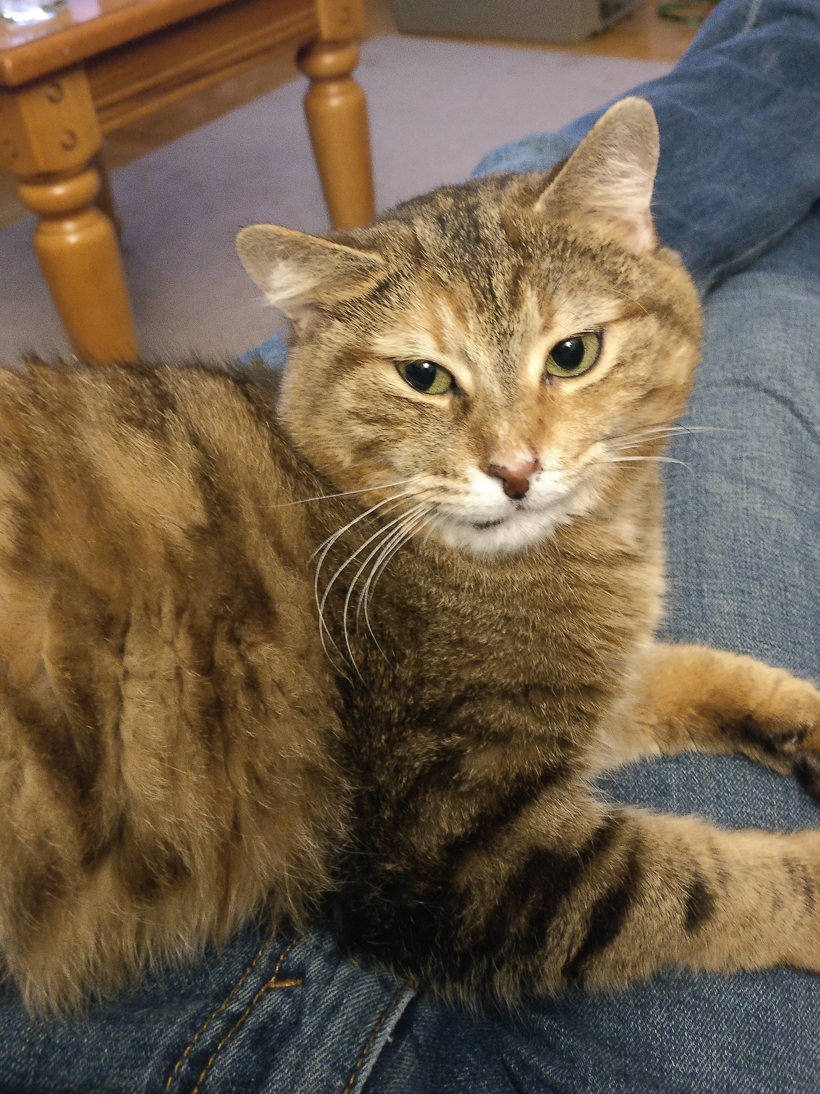 a tabby cat sitting on matt's lap